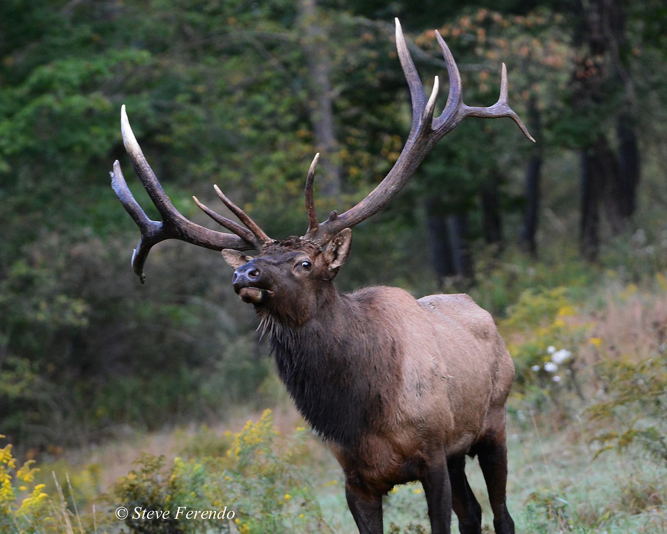 Natural World Through My Camera Rocky Mountain Elk In The Allegheny